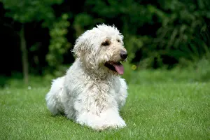 Designer: DOG - Goldendoodle laying in garden