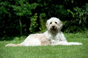 Designer: DOG - Goldendoodle laying in garden