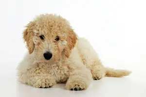 Goldendoodle: DOG Goldendoodle puppy laying down