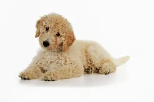 Goldendoodle: DOG Goldendoodle puppy laying down
