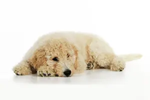 Goldendoodle: DOG Goldendoodle puppy laying down