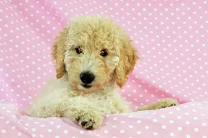 Goldendoodle: DOG Goldendoodle puppy on pink background