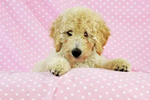 Goldendoodle: DOG. Goldendoodle puppy on pink background