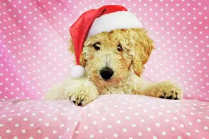 Goldendoodle: DOG - Goldendoodle puppy on pink background