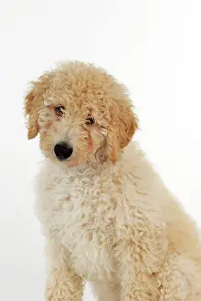Goldendoodle: DOG. Goldendoodle puppy sitting