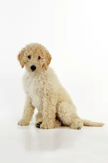 Goldendoodle: DOG Goldendoodle puppy sitting