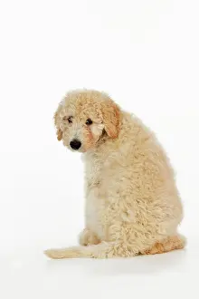 Goldendoodle: DOG Goldendoodle puppy sitting with back to camera