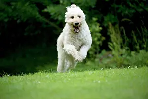 Designer: DOG - Goldendoodle running