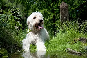 Designer: DOG - Goldendoodle standing at the edge of a pond