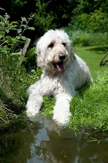 Designer: DOG - Goldendoodle standing at the edge of a pond