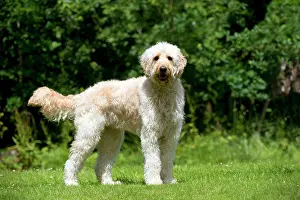 Designer: DOG - Goldendoodle standing in garden