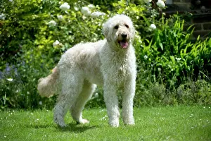 Designer: DOG - Goldendoodle standing in garden