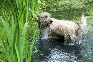 Designer: DOG - Goldendoodle standing in a pond