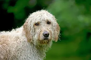 Designer: DOG - Goldendoodle wet