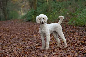 Goldendoodle: Dog Goldendoodle in woodland autumn