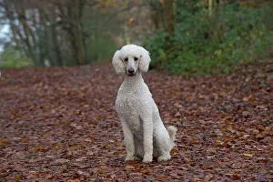 Goldendoodle: Dog Goldendoodle in woodland autumn