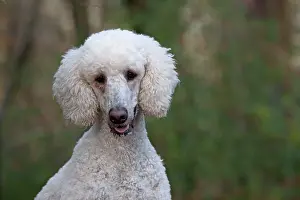 Goldendoodle: Dog Goldendoodle in woodland autumn