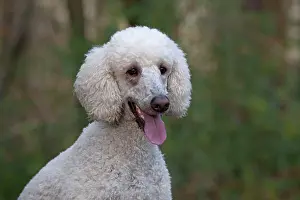 Goldendoodle: Dog Goldendoodle in woodland autumn
