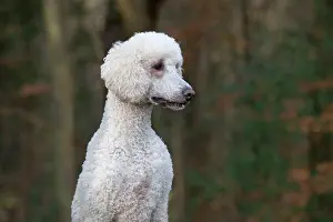 Goldendoodle: Dog Goldendoodle in woodland autumn