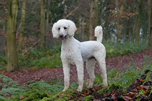 Goldendoodle: Dog Goldendoodle in woodland autumn