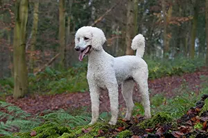 Goldendoodle: Dog Goldendoodle in woodland autumn