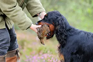 Retrieving: DOG. Gordon Setter presenting grouse to owner