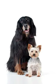 Yorkies: DOG - Gordon setter sitting with yorkshire terrier