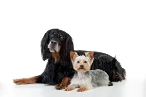 Yorkies: DOG - Gordon setter sitting with yorkshire terrier