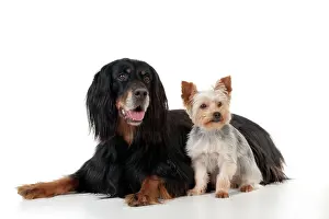 Yorkies: DOG - Gordon setter sitting with yorkshire terrier