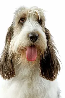 Vendeen: Dog - Grand Basset Griffon VendA en