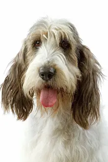 Vendeen: Dog - Grand Basset Griffon VendA en