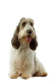 Vendeen: Dog - Grand Basset Griffon VendA en