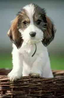 Vendeen: DOG - Grand Basset Griffon Vendeen
