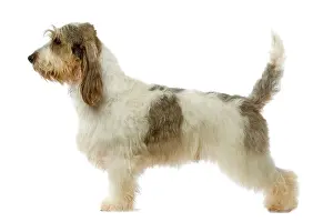 Vendeen: Dog - Grand Basset Griffon Vendeen