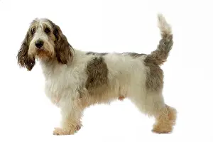 Vendeen: Dog - Grand Basset Griffon Vendeen