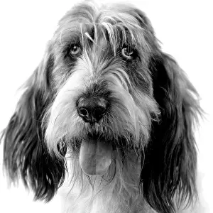 Vendeen: Dog - Grand basset griffon vendeen - black & white