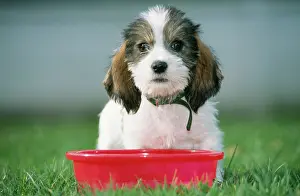 Vendeen: DOG - Grand Basset Griffon Vendeen pup - sitting