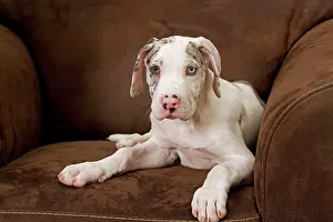 Dogge: Dog - Great Dane - 10 week old puppy on armchair