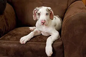 Dogge: Dog - Great Dane - 10 week old puppy on armchair