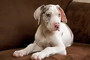 Dogge: Dog - Great Dane - 10 week old puppy on armchair