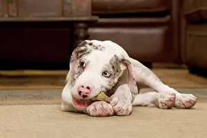 Dogge: Dog - Great Dane - 10 week old puppy chewing bone