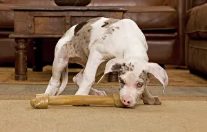 Dogge: Dog - Great Dane - 10 week old puppy eating bone