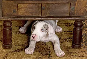 Dogge: Dog - Great Dane - 10 week old puppy hiding under