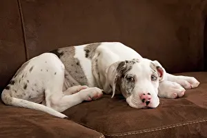 Sofas: Dog - Great Dane - 10 week old puppy on sofa. Odd