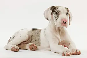 Dogge: Dog - Great Dane - 10 week old puppy in studio