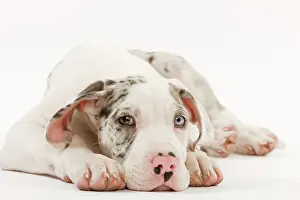 Dogge: Dog - Great Dane - 10 week old puppy in studio