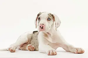 Dogge: Dog - Great Dane - 10 week old puppy in studio