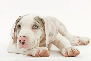 Dogge: Dog - Great Dane - 10 week old puppy in studio