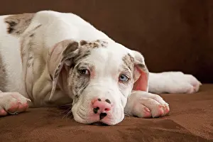 Dogge: Dog - Great Dane - 10 week old puppy in studio