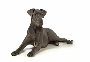 Danes: Dog Great Dane